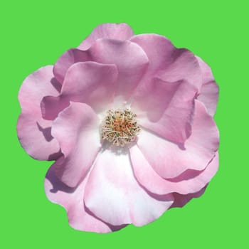 Shrub Rose,Romance