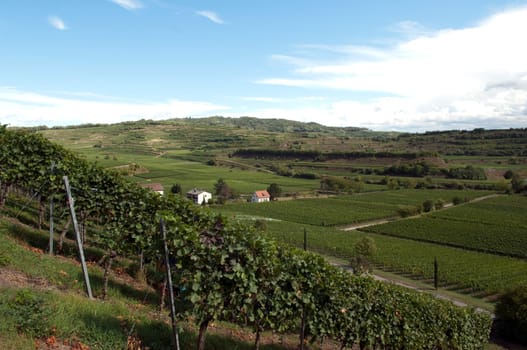 Weinterrassen Blankenhornsberg, Kaiserstuhl