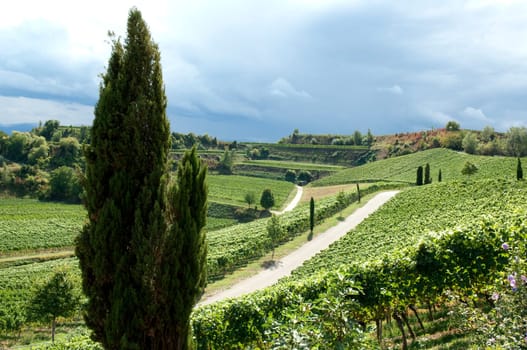 Weinterrassen Blankenhornsberg, Kaiserstuhl