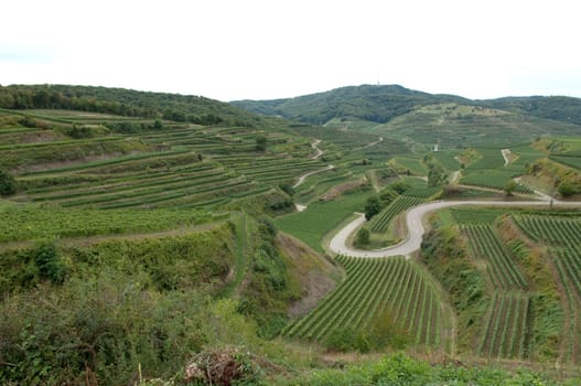 Weinterrassen, Kaiserstuhl