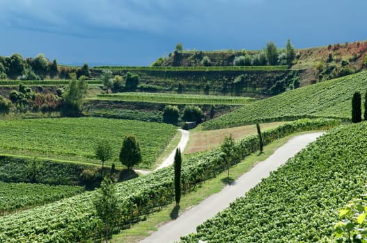 Weinterrassen Blankenhornsberg, Kaiserstuhl