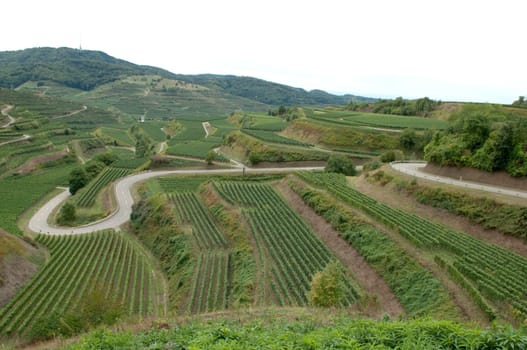 Weinterrassen, Kaiserstuhl