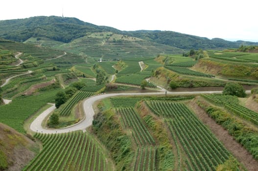 Weinterrassen, Kaiserstuhl