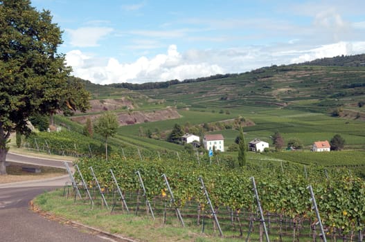 Weinterrassen Blankenhornsberg, kaiserstuhl