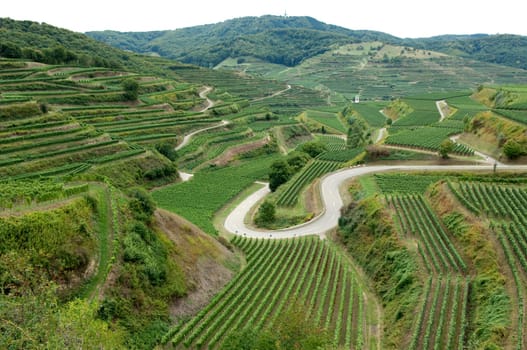 Weinterrassen, Kaiserstuhl