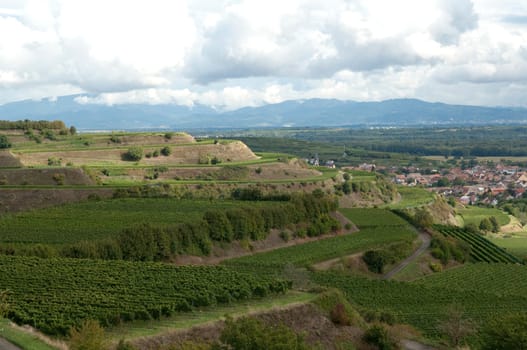 Weinterrassen Blankenhornsberg, kaiserstuhl