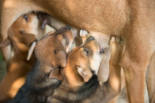 dog puppies sucking milk from mother breast