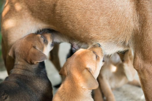 dog puppies sucking milk from mother breast