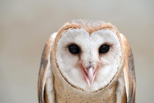 common barn owl ( Tyto albahead ) head close up
