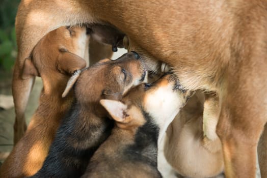 dog puppies sucking milk from mother breast