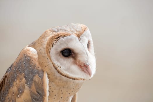 common barn owl ( Tyto albahead ) head close up