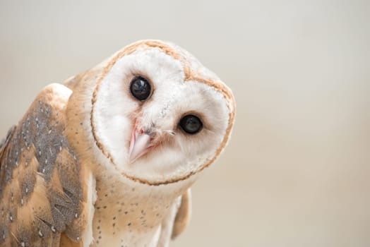 common barn owl ( Tyto albahead ) head close up