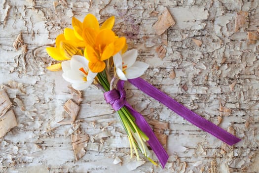 Small bouquet with fresh crocuses on background from birch bark