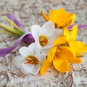 Small bouquet with fresh crocuses on background from birch bark