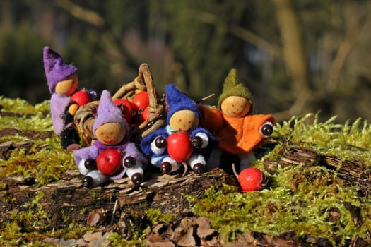 Four little gnomes collect red berries