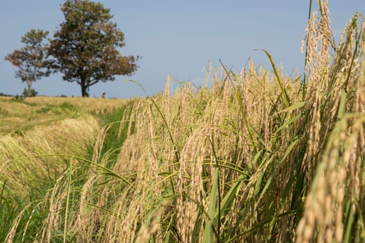 Ripe and Ready for harvest. Rice Farm at Countryside.