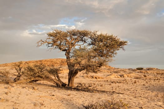 Sunset with rain clouds at the edge of the Namib desert