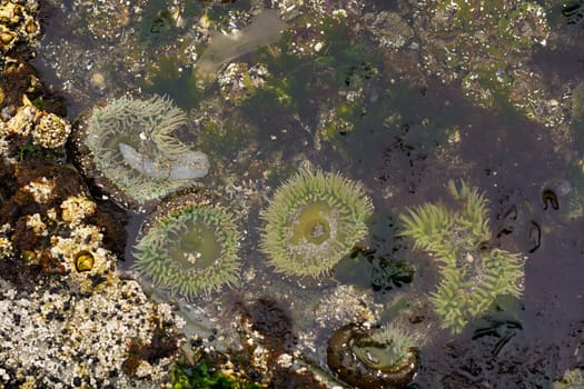 Anemones open in an Ocean Tidepool on the Oregon Coast.