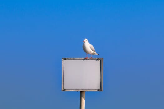 Information board with seagull on sky background