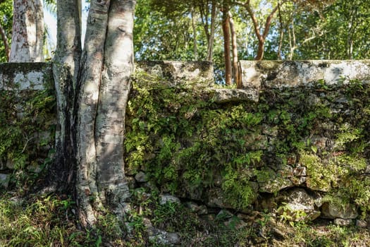 stone wall covered with plants in sunshine