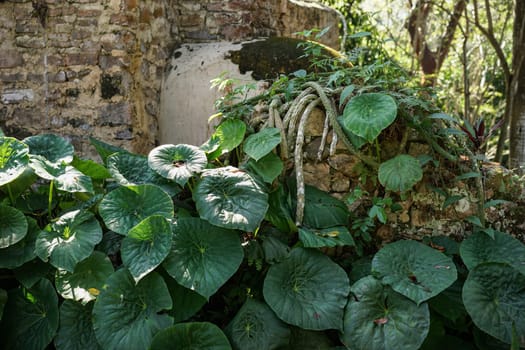 stone wall covered with plants in a tropical forest in Cuba