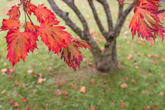 Red foliage fan maple (Acer palmatum) in autumn