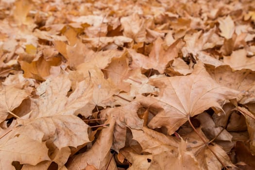 Brown foliage in autumn from the maple tree