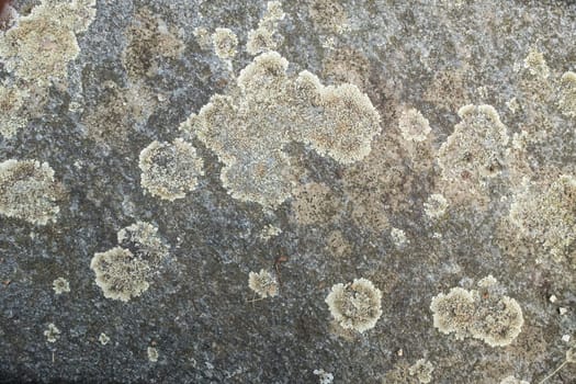 Lichen on a stone slab as background