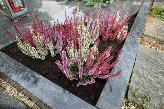 Erika with flowers as a plant on a grave