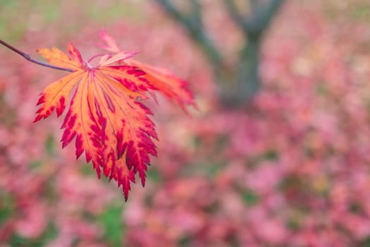 Leaf in red and orange from maple tree in autumn