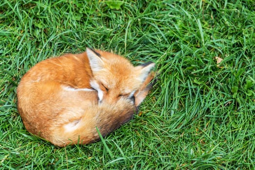 Fox relaxing in a field of green grass