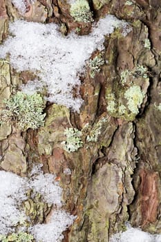 Pine Tree Stem with Snow close up macro image.