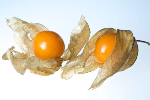 Pair of Physalis close up on white background.