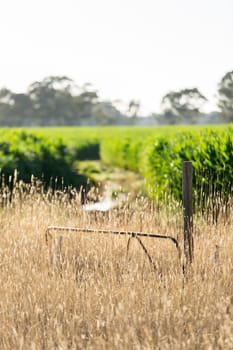 Farm gate set against a blurred background of a Maze Crop.