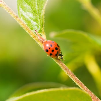Macro of a lady bug eating an aphid on the stem of a plant.
