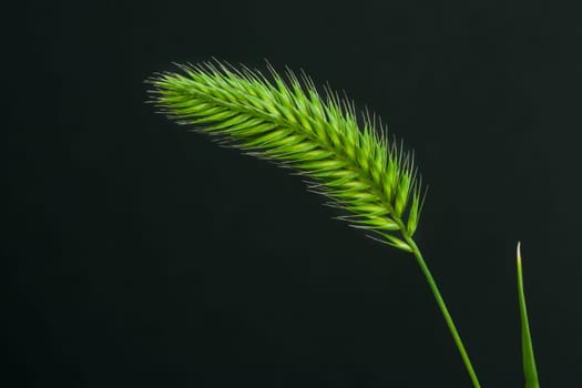 Macro of a s single bright green grass seed blade on black.