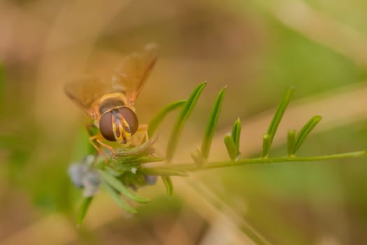Close up of the face of a hoverfly that is resting on the stem of a plant.