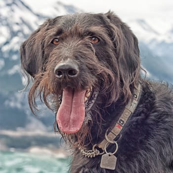 Pet portrait of a labradoodle with his tongue out with mountain bokeh in the background.