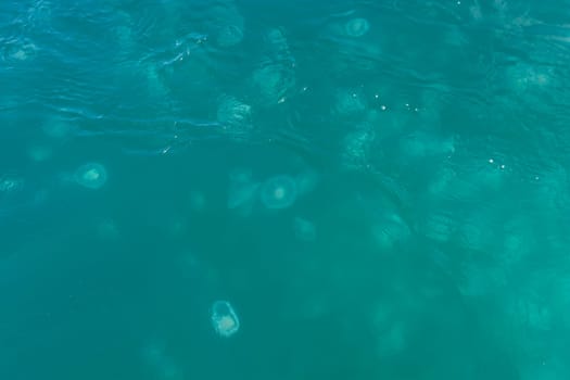Moon Jellyfish Swarming on the Surface in Kenai Fjords National Park in Alaska