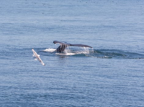 Humpback Whale Flukes Heading Down in Kenai Fjords National Park