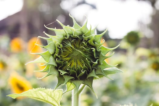 Beautiful sunflower with natural background, stock photo