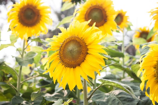 Beautiful sunflower with natural background, stock photo