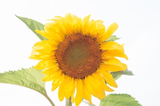Beautiful sunflower with natural background, stock photo