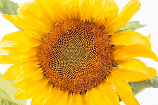 Beautiful sunflower with natural background, stock photo