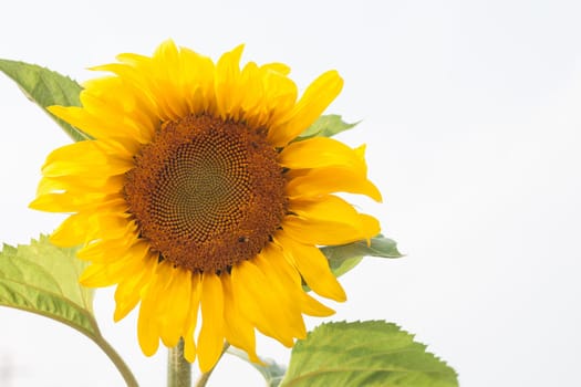 Beautiful sunflower with natural background, stock photo