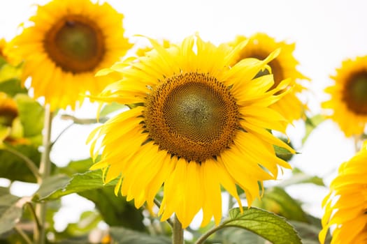 Beautiful sunflower with natural background, stock photo
