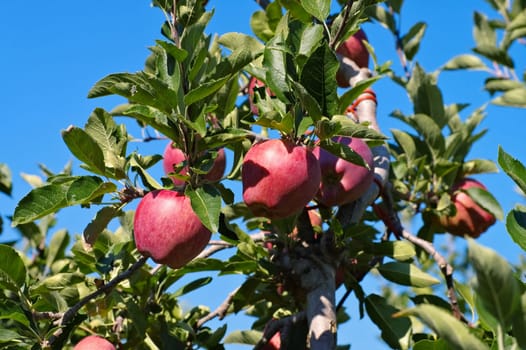 red apples on the tree - red apples on tree