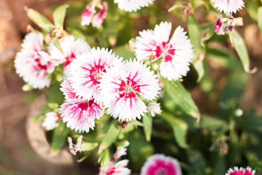 Beautiful white flower in garden, stock photo