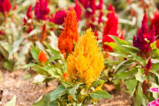 Beautiful yellow flower in garden, stock photo