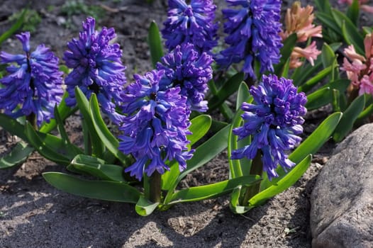 Hyacinth flower in early spring